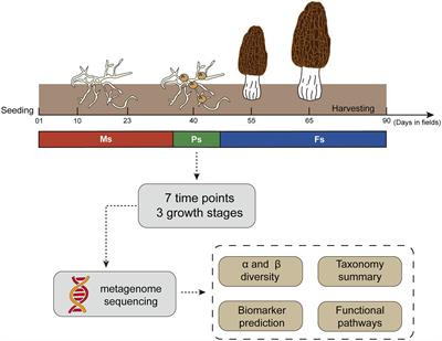 Dynamics of soil microbiome throughout the cultivation life cycle of morel (Morchella sextelata)